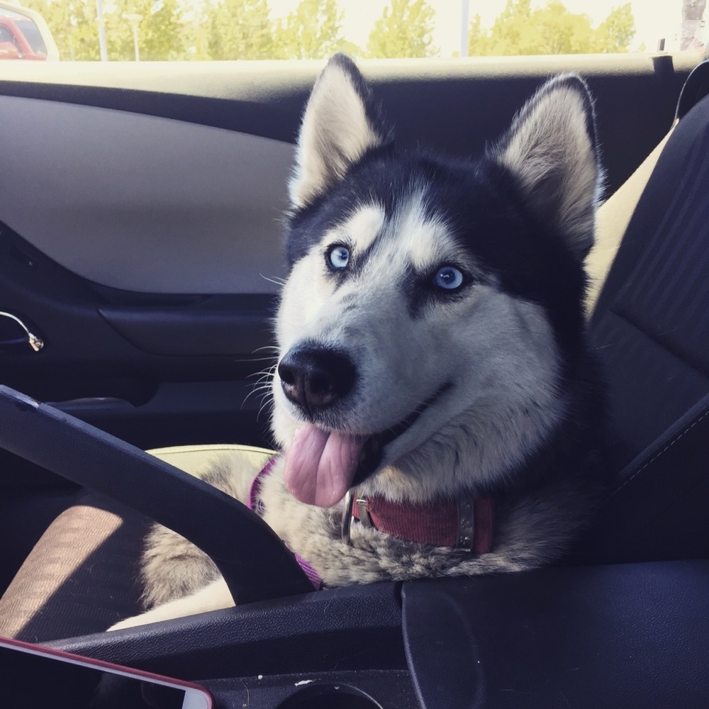 Meet your Posher, Diana